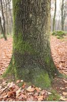 tree bark mossy 0018